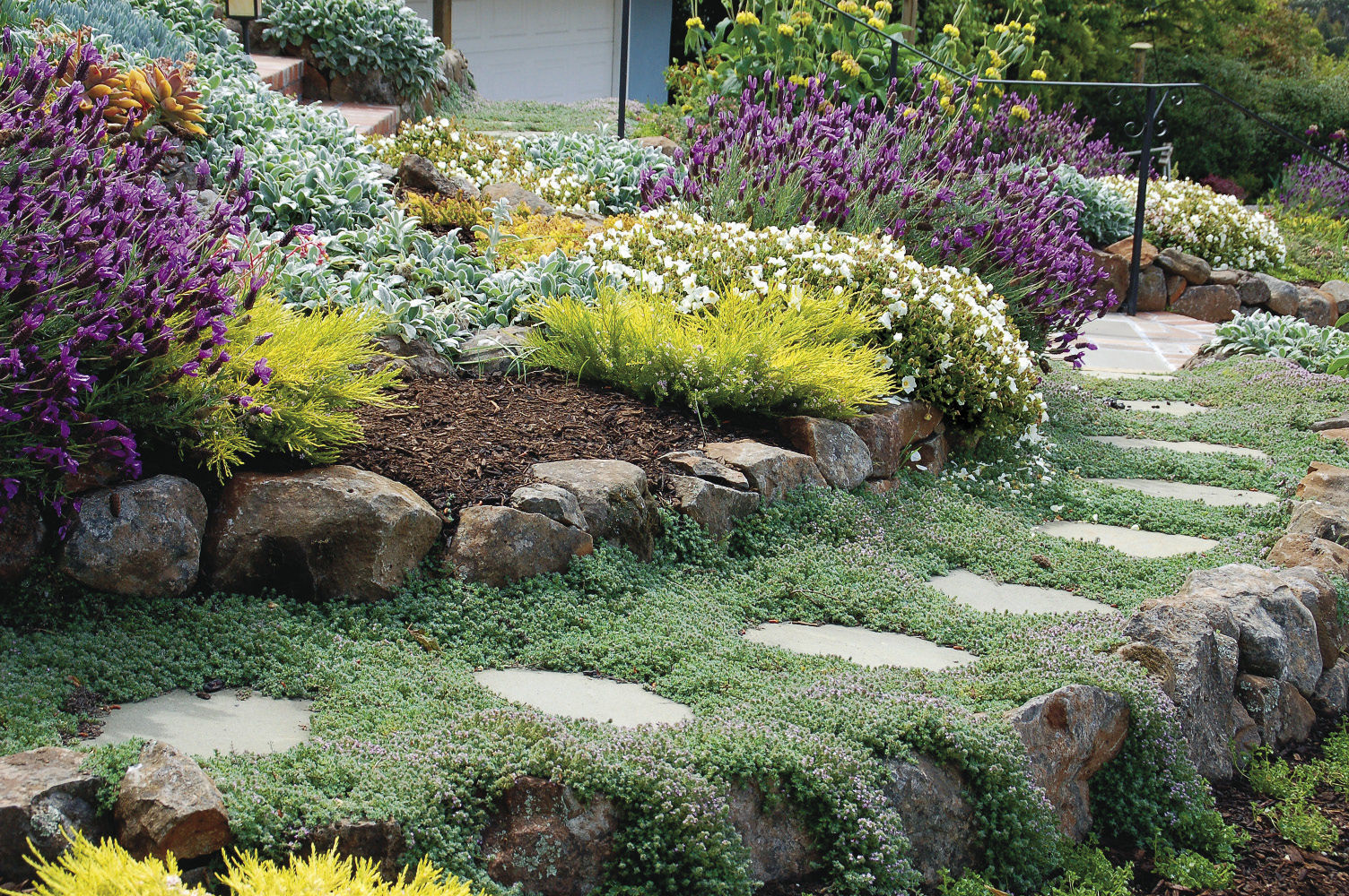 Woolly thyme spills and fills effortlessly around hardscaping.