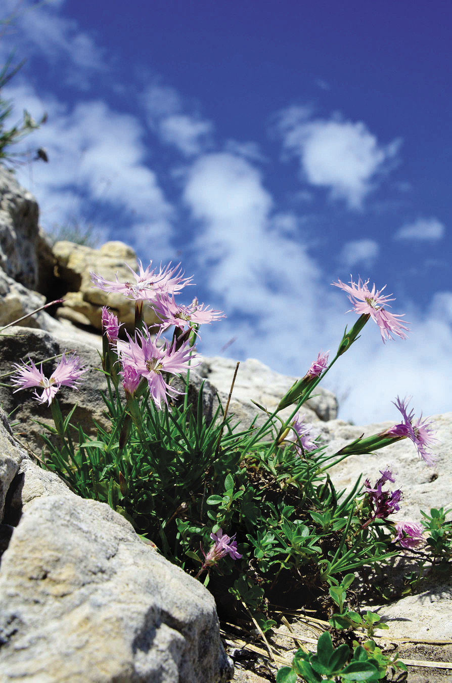 Fringed pink