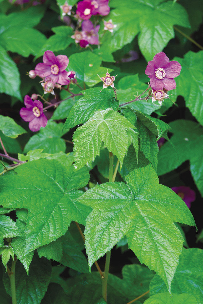 Thimbleberry