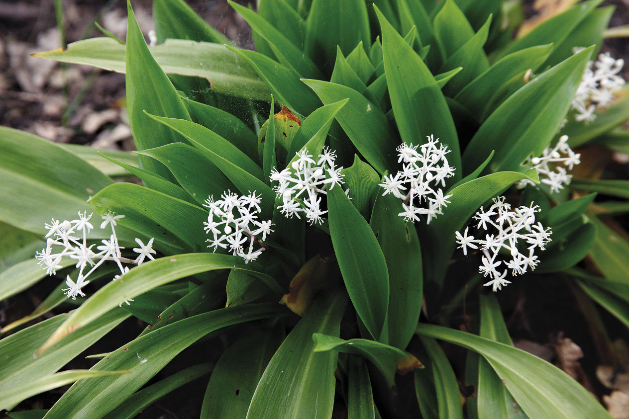 False lily-of-the-valley 