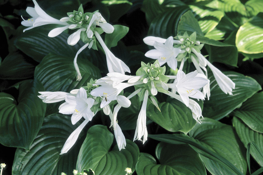 Hosta plantaginea