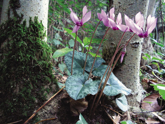 Purple cyclamen