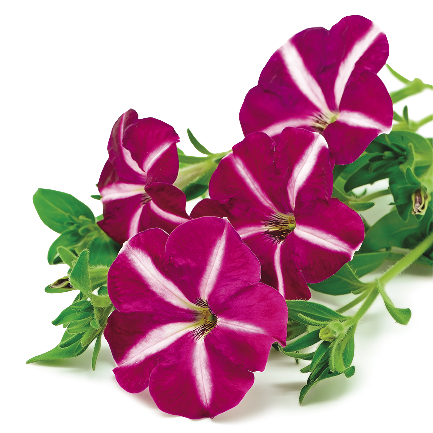 pink and white petunia