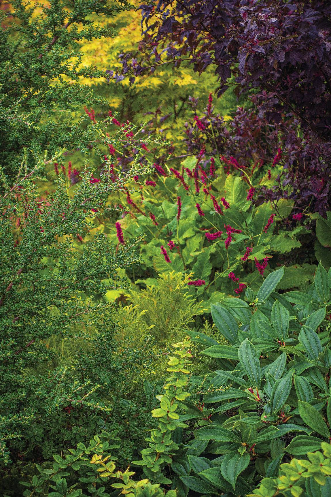 Little touches of red, blooms of a persicaria, among green in the garden