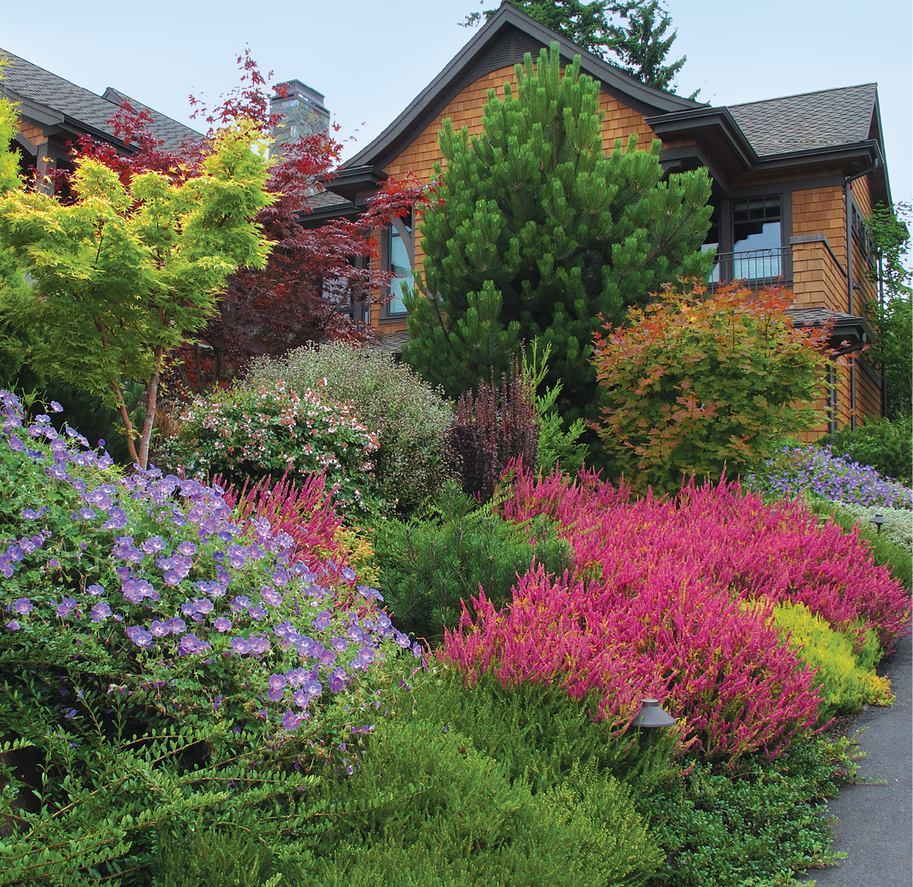 yellow-green and chartreuse provide a counterpoint to blue-red, like the blooms of the heather, with purple geraniums adding another punch of color