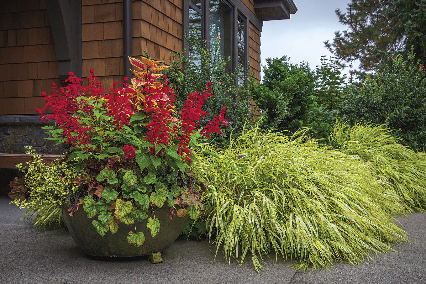 Red flowers are the star of a container, surrounded by green