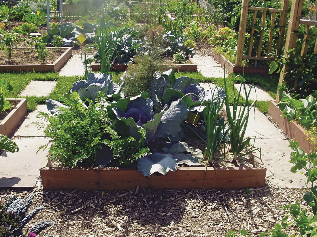 Carrots, cabbage, and onions all share this small bed, but by midseason, the cabbage has already begun to take over.