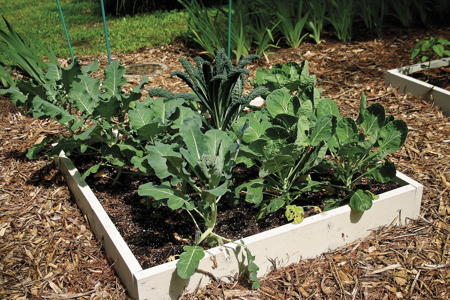 Undersized broccoli and Brussels sprouts plants in a 6-in deep raised bed