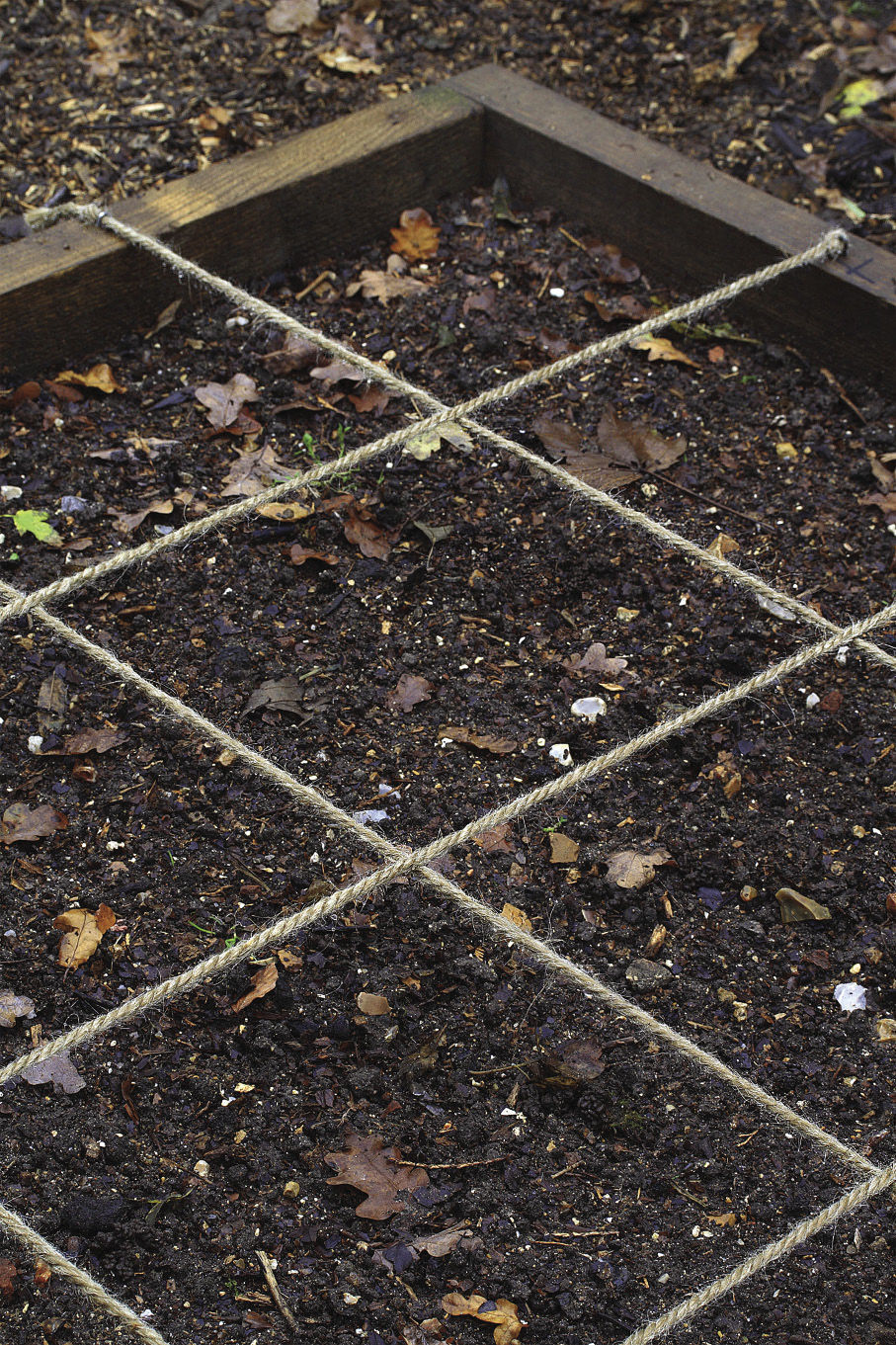 seemingly rich soil in a SFG box has tons of organic matter but might not have enough nutrients to successfully grow heavy-feeding tomatoes