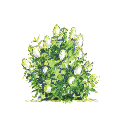 Hydrangea paniculata ‘Bombshell’ Illustration