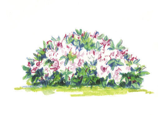 Rhododendron ‘Ken Janeck’ illustration