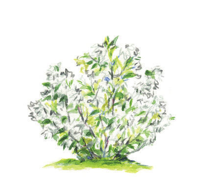 Philadelphus ‘Snow Dwarf’ illustration 