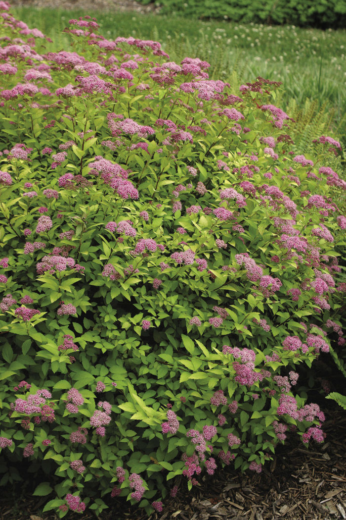 Spiraea japonica* ‘Walbuma’