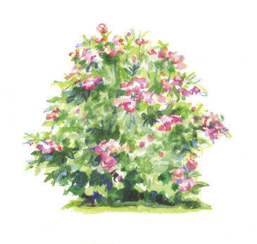 Rosa ‘Radcor’ illustration 