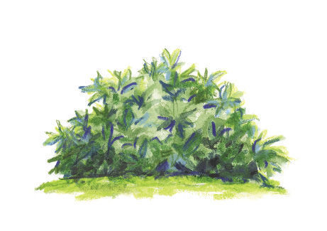 Sarcococca hookeriana var. humilis illustration