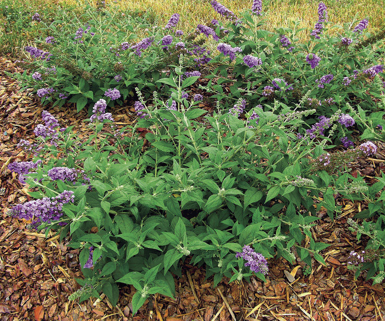 Fragrant Purple Lilac - Stark Bro's