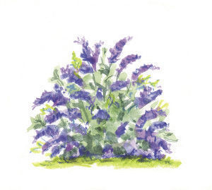 Buddleia ‘Lilac Chip’ illustration