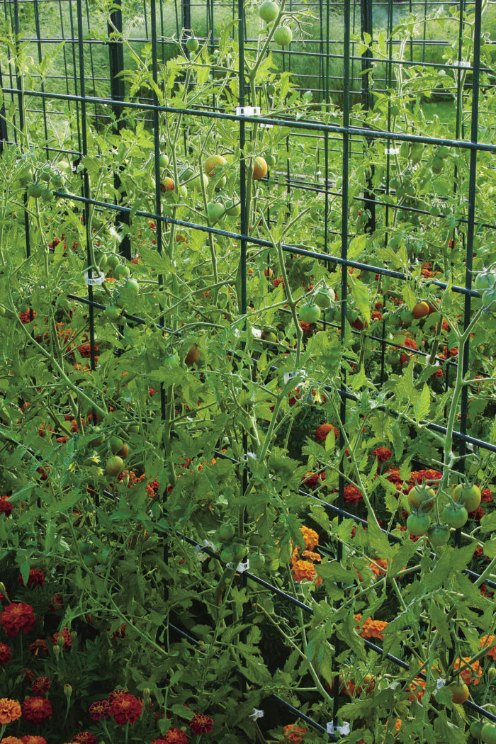 A Complete Guide to Growing Cherry Tomatoes - Fine Gardening