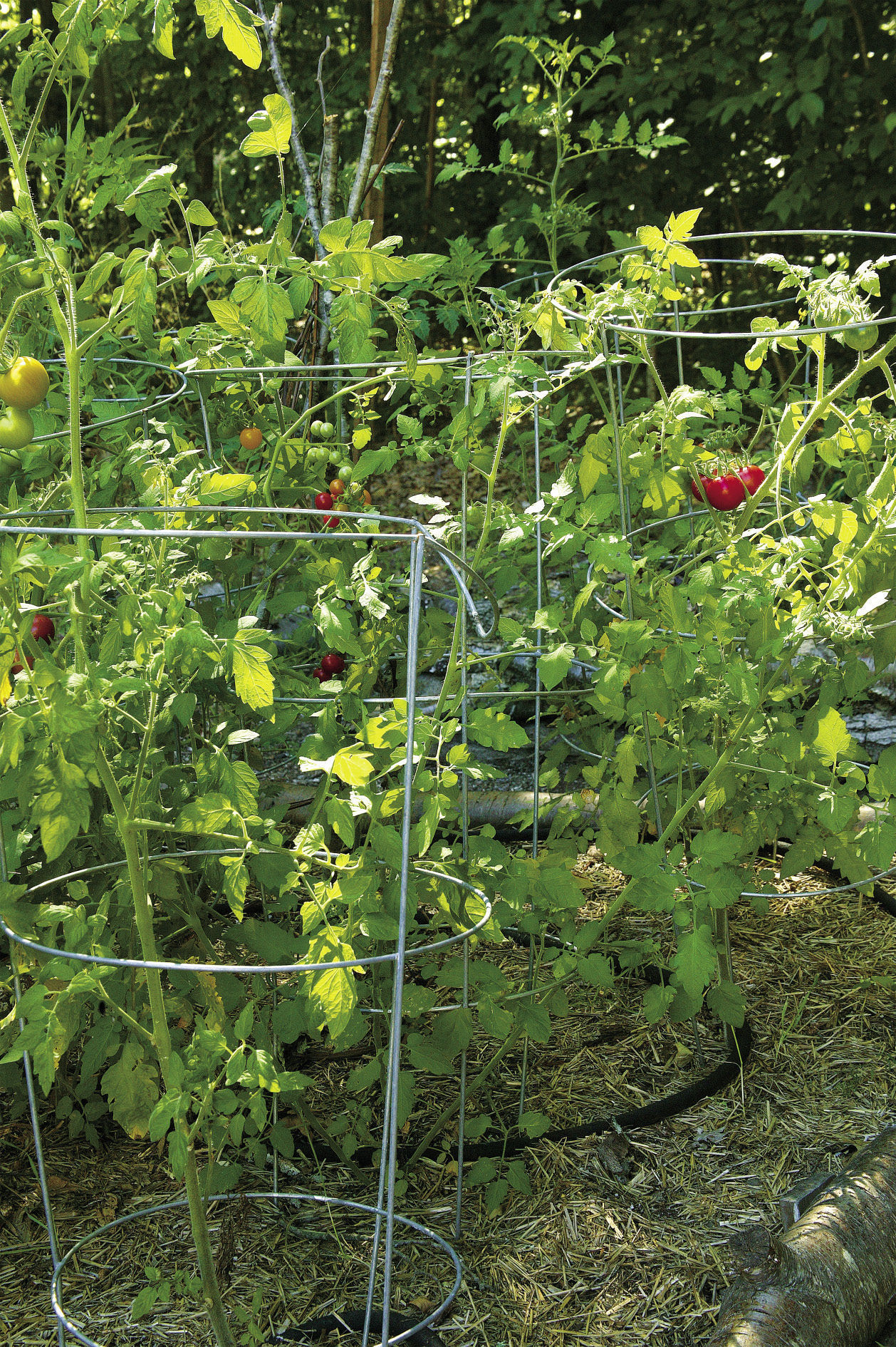 cherry tomato plant