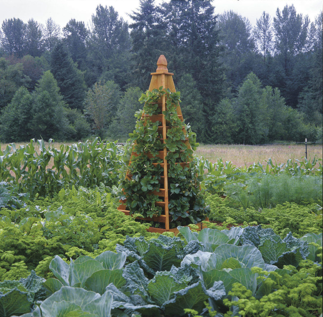 Strawberries for the Home Garden - 7.000 - Extension