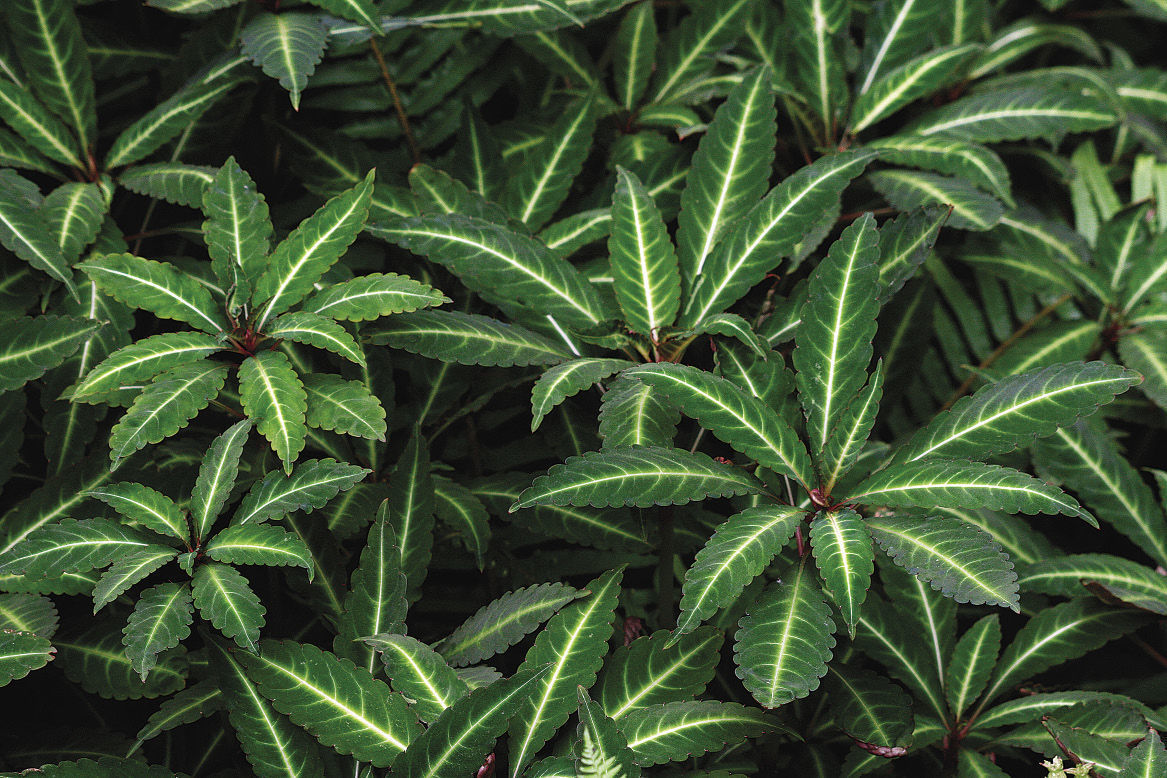 Hardy impatiens leaves