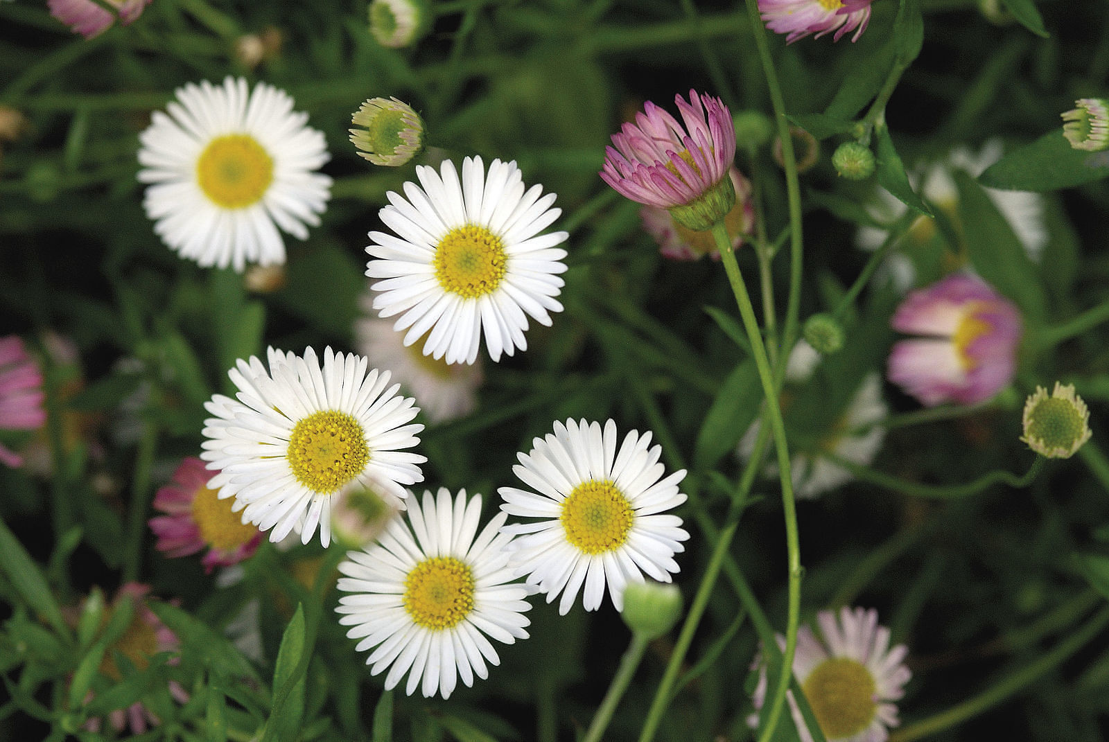 ‘Profusion’ fleabane