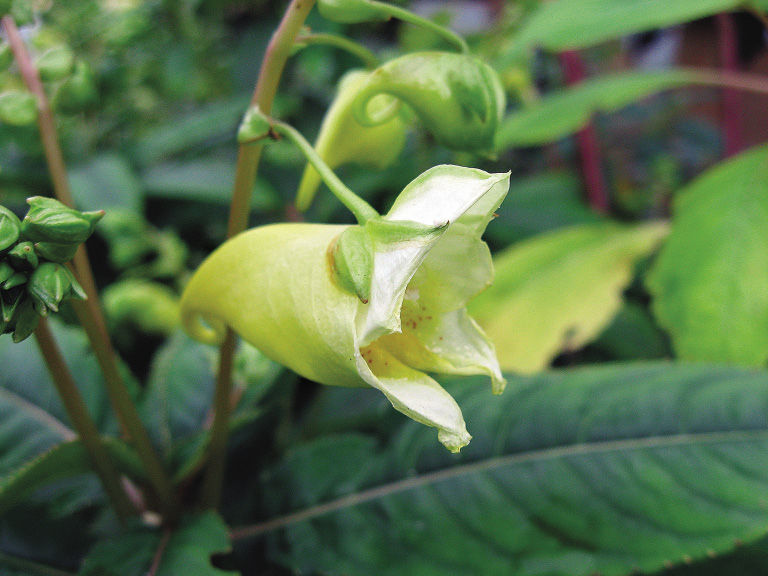 Hardy impatiens flower