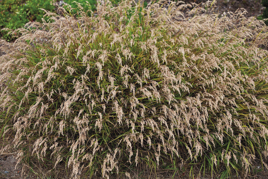 Japanese feather reed grass