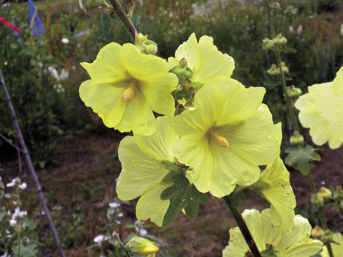 Russian hollyhock