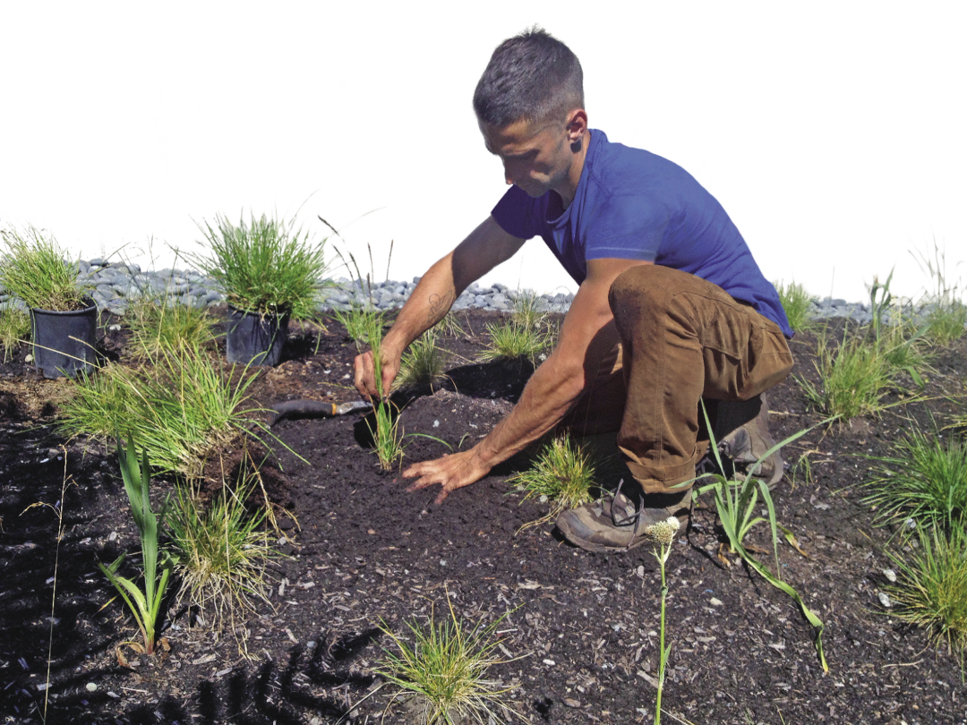 Man loosening up the soil in which the division is to be installed