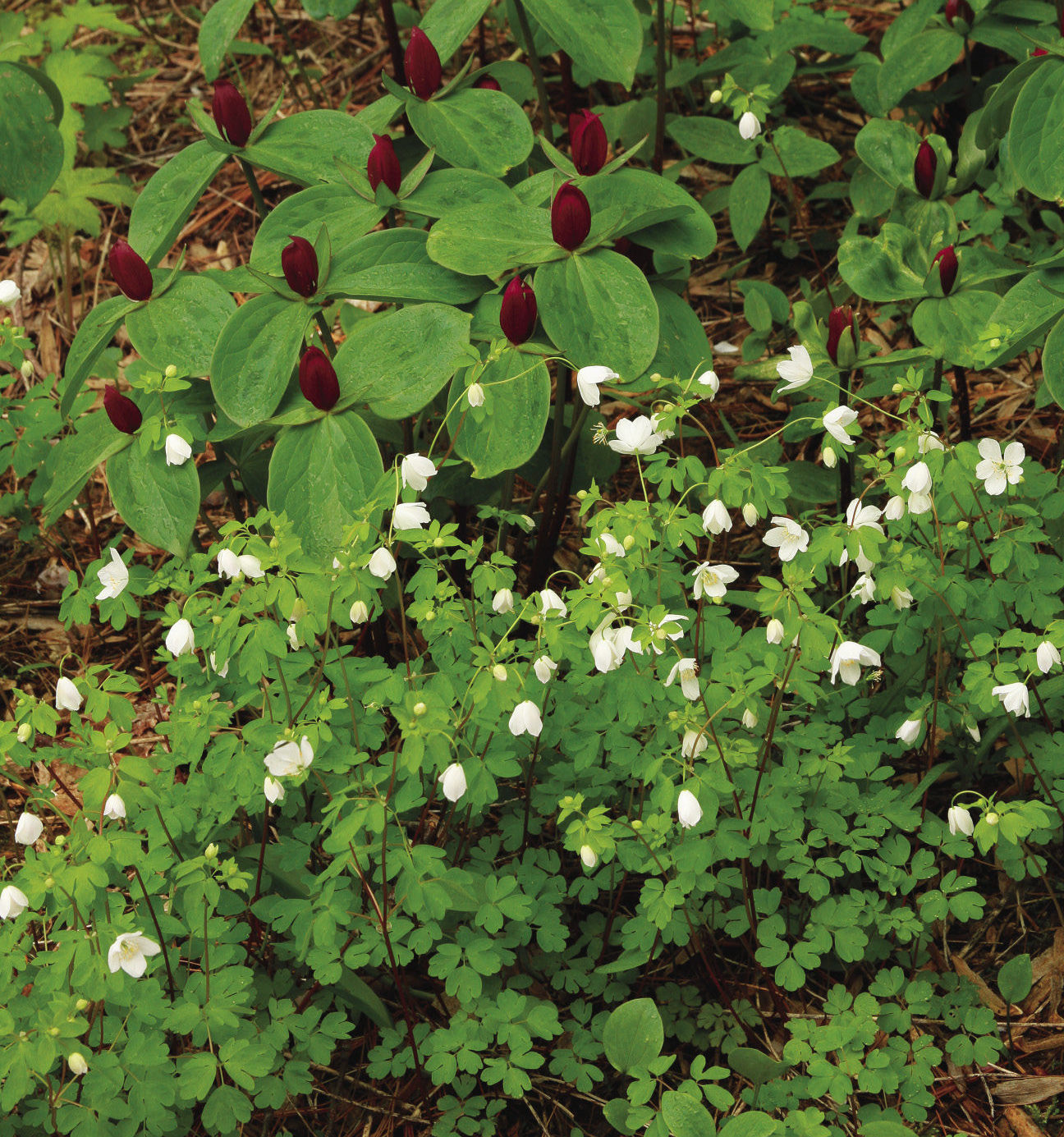 Purple wakerobin and Eastern false rue anemone