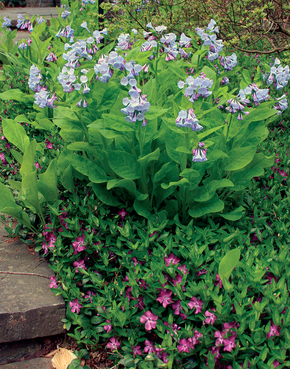 ‘Coral Bells’ azalea, Virginia Bluebell and ‘Atropurpurea’ creeping vinca