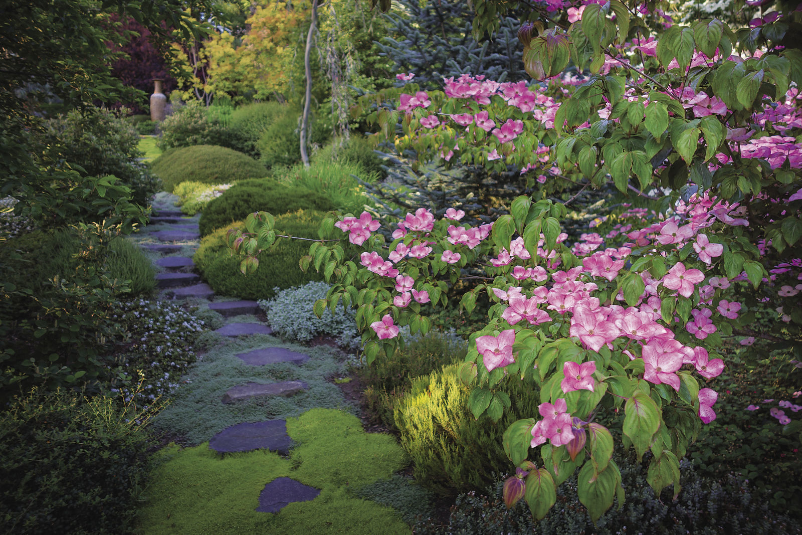 ‘Heart Throb’ dogwood, ‘Myretoun Ruby’ winter heath and Cobweb spiderwort