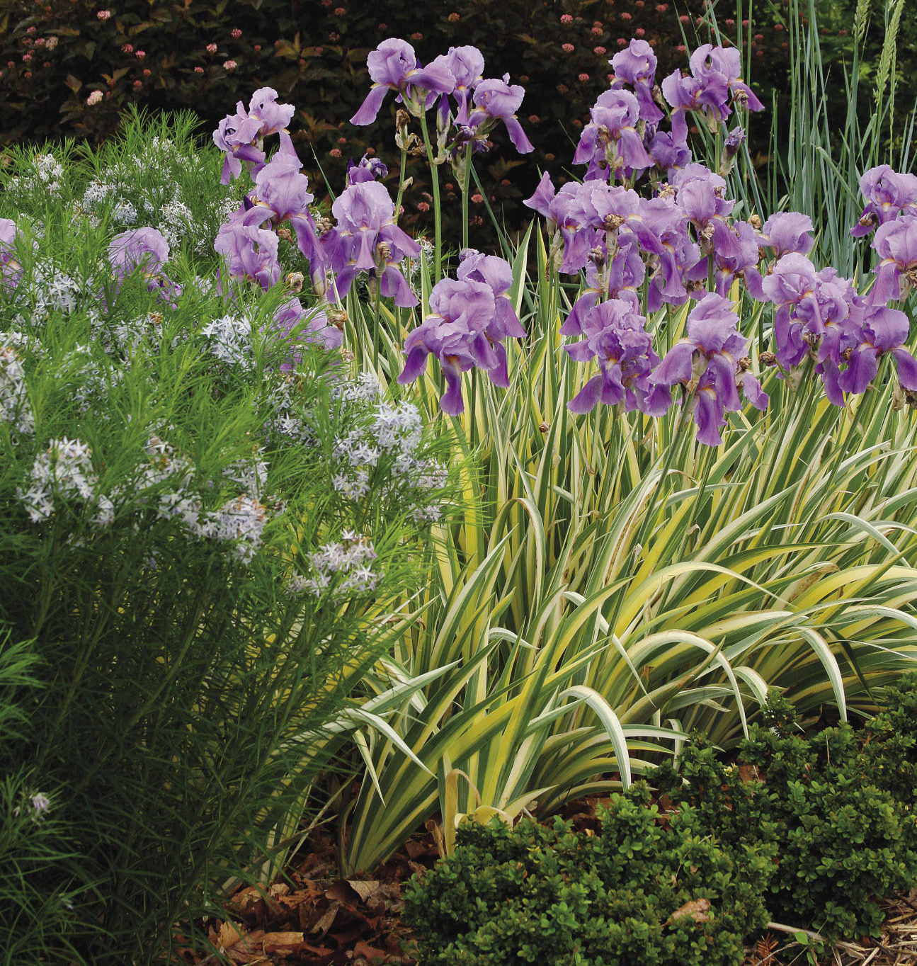 Coppertina™ ninebark, blue lyme grass, Arkansas bluestar, ‘Aurea Variegata’ iris and ‘Morris Midget’ boxwood