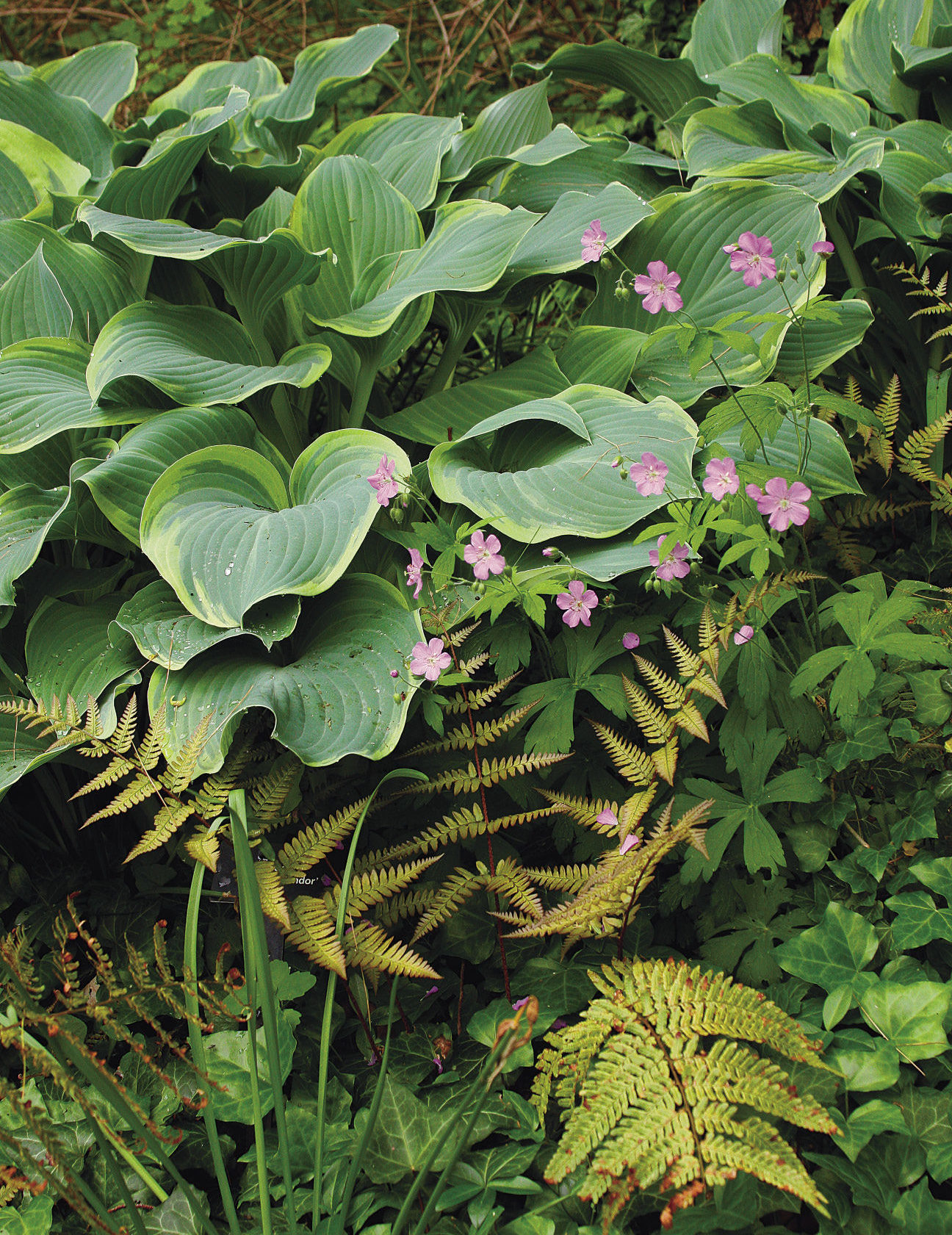 ‘Regal Splendor’ hosta, spotted geranium, Autumn fern, English ivy and ‘Jenny’ daffodil