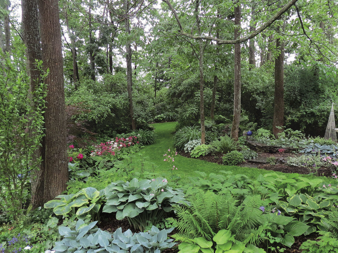 woodland garden framed by trees