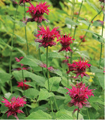 Bee balm