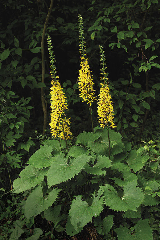 'Rocket’ ligularia