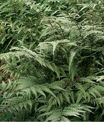 Japanese painted fern