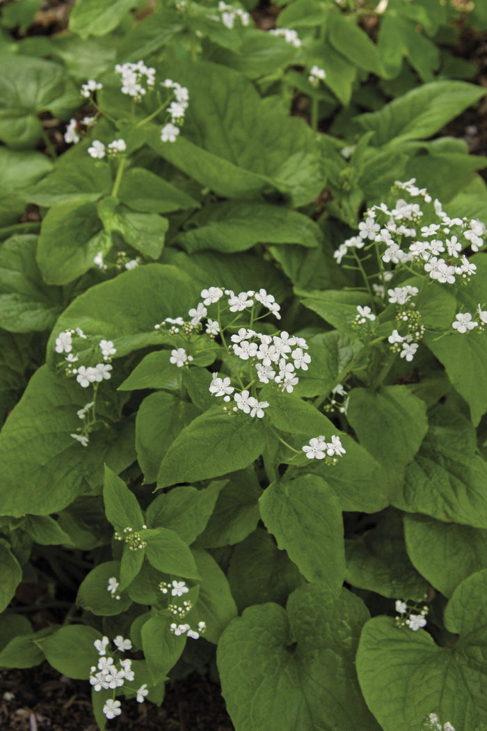 Guide to Growing Brunnera - Fine Gardening