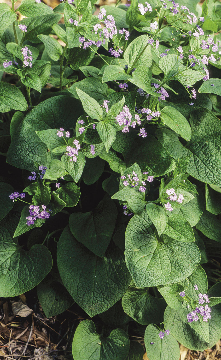 Standard brunnera