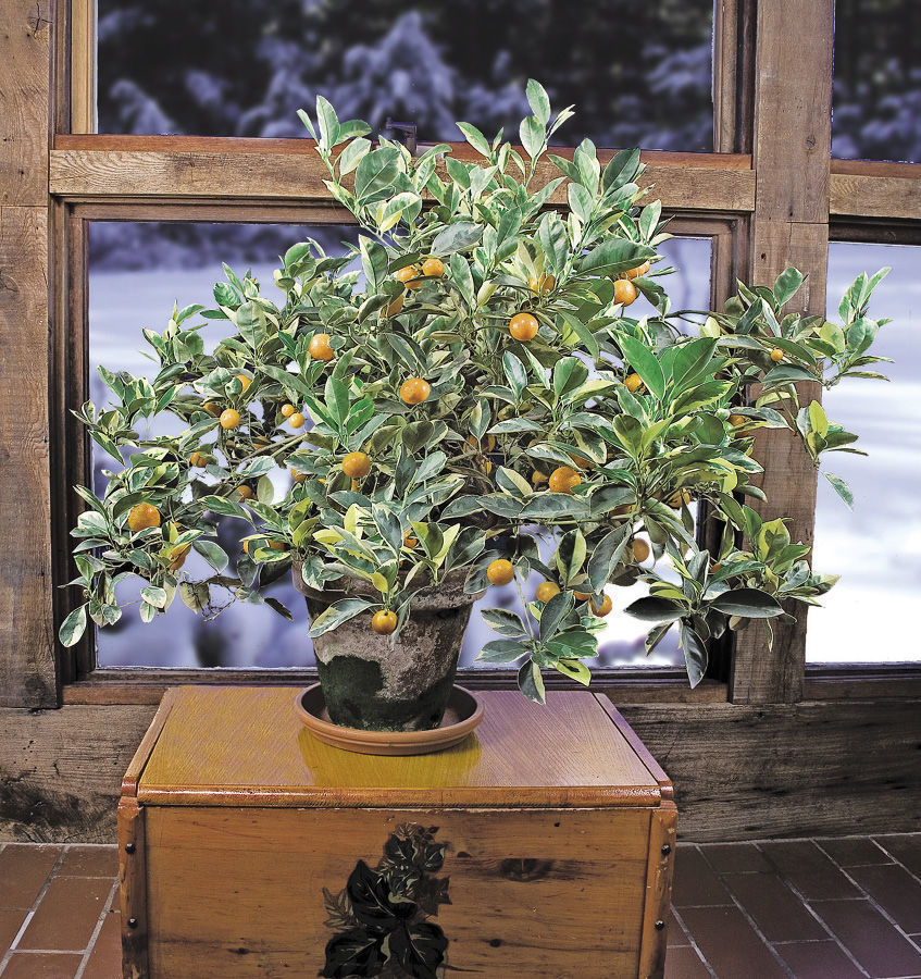 calamondin orange