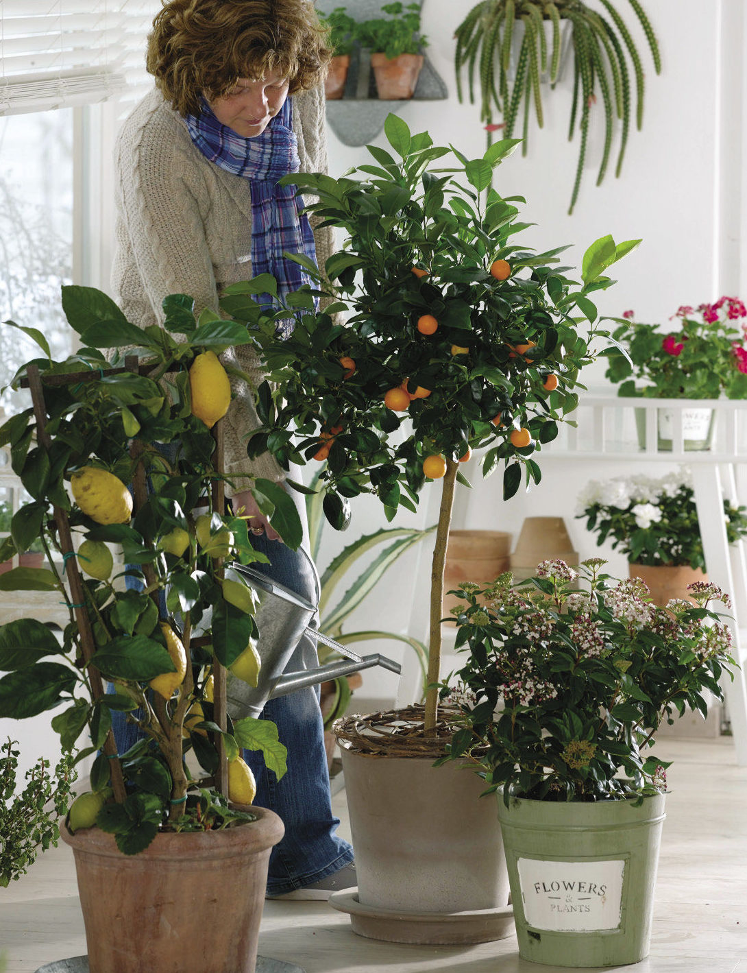 citrus plants indoors