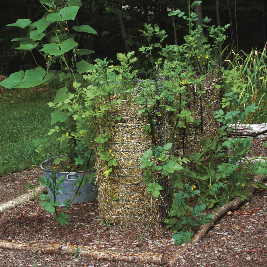 The easiest way to grow potatoes - Feathers in the woods