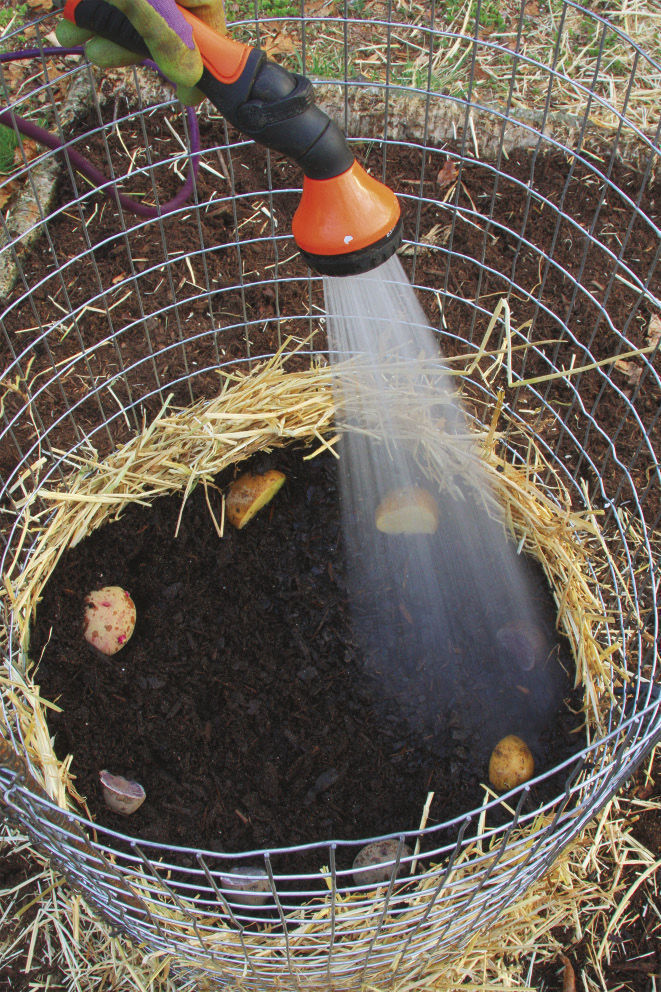 The easiest way to grow potatoes - Feathers in the woods