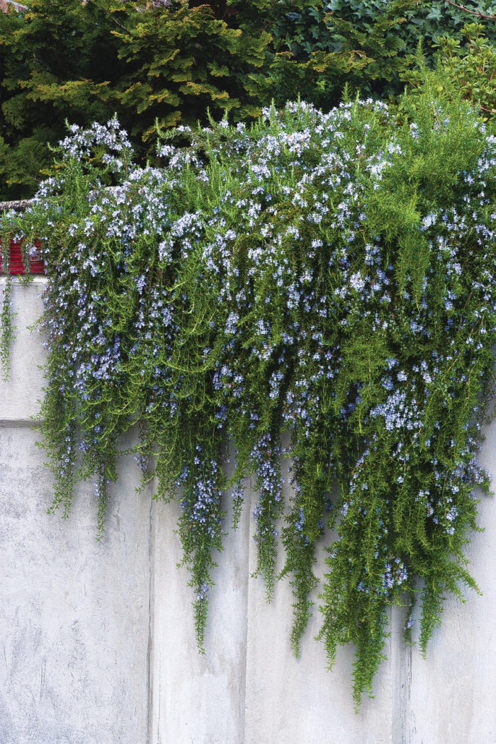 trailing rosemary is a unique variety of common herbs