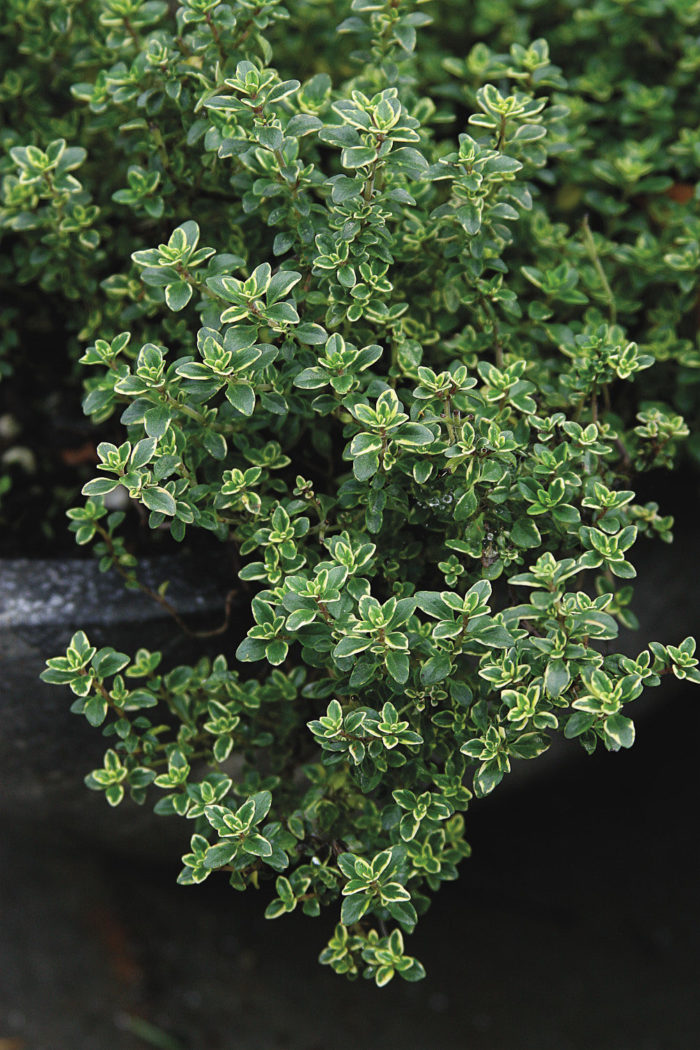 variegated lemon thyme