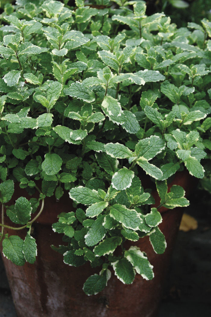 variegated pineapple mint