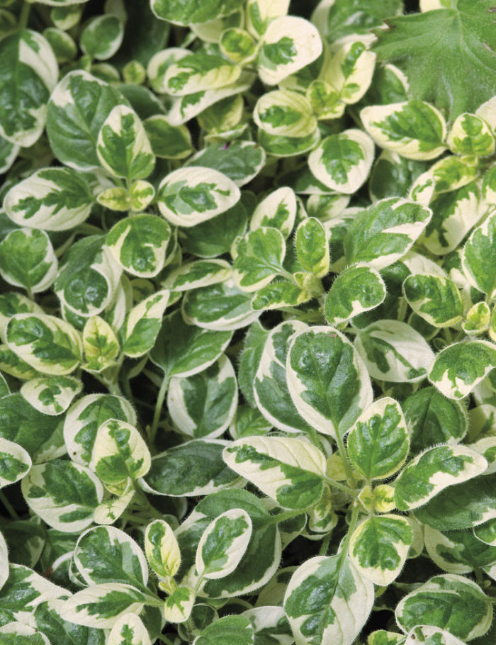 variegated oregano is an example of uncommon variety of common herbs