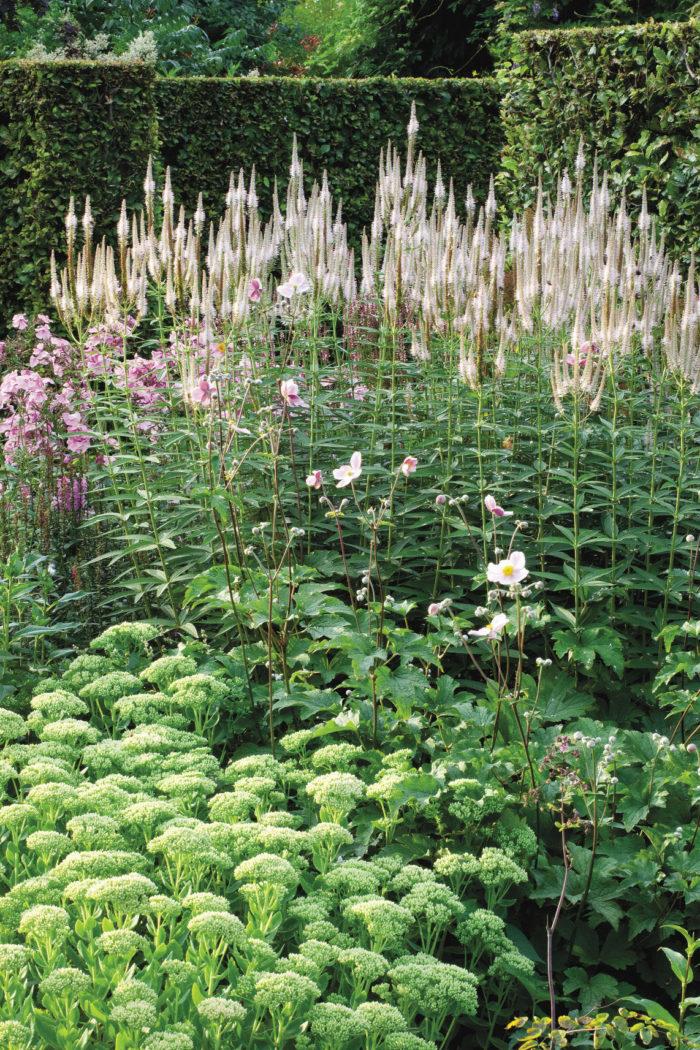 Exciting Vertical Plants That Pack a Punch - Fine Gardening